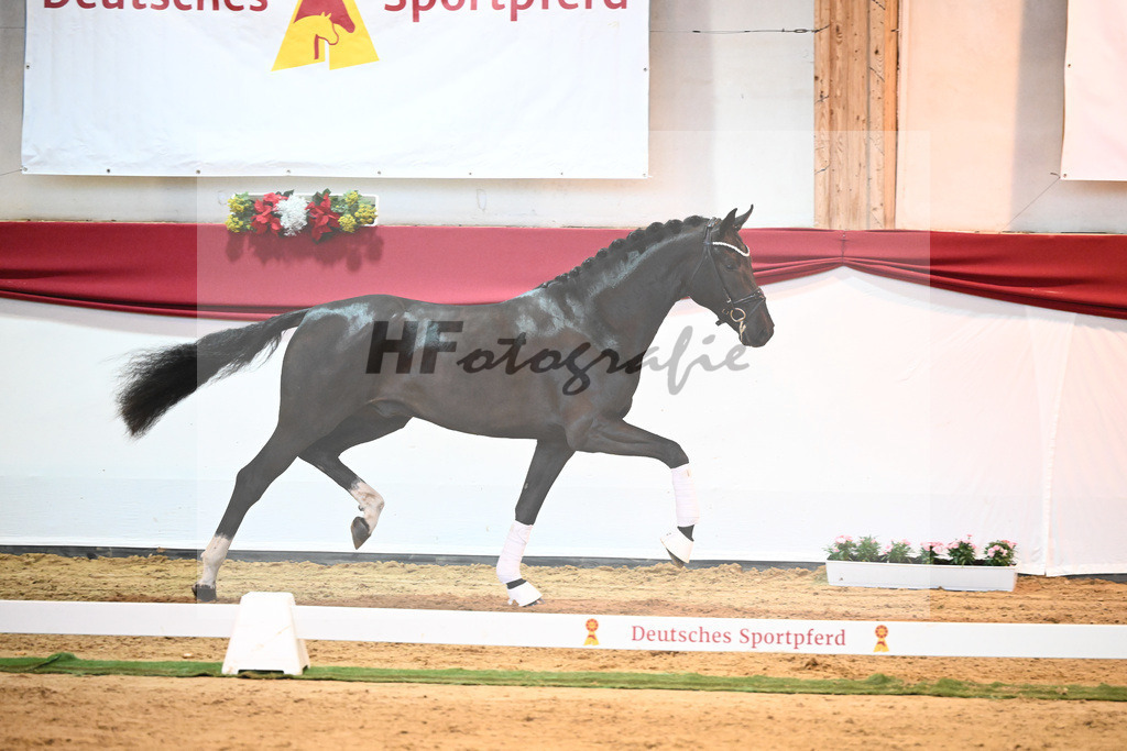 Kat-Nr. 49 Springbank II VH x Dante Weltino_Winklmaier_43232063 | hf-fotografie - Realisiert mit Pictrs.com
