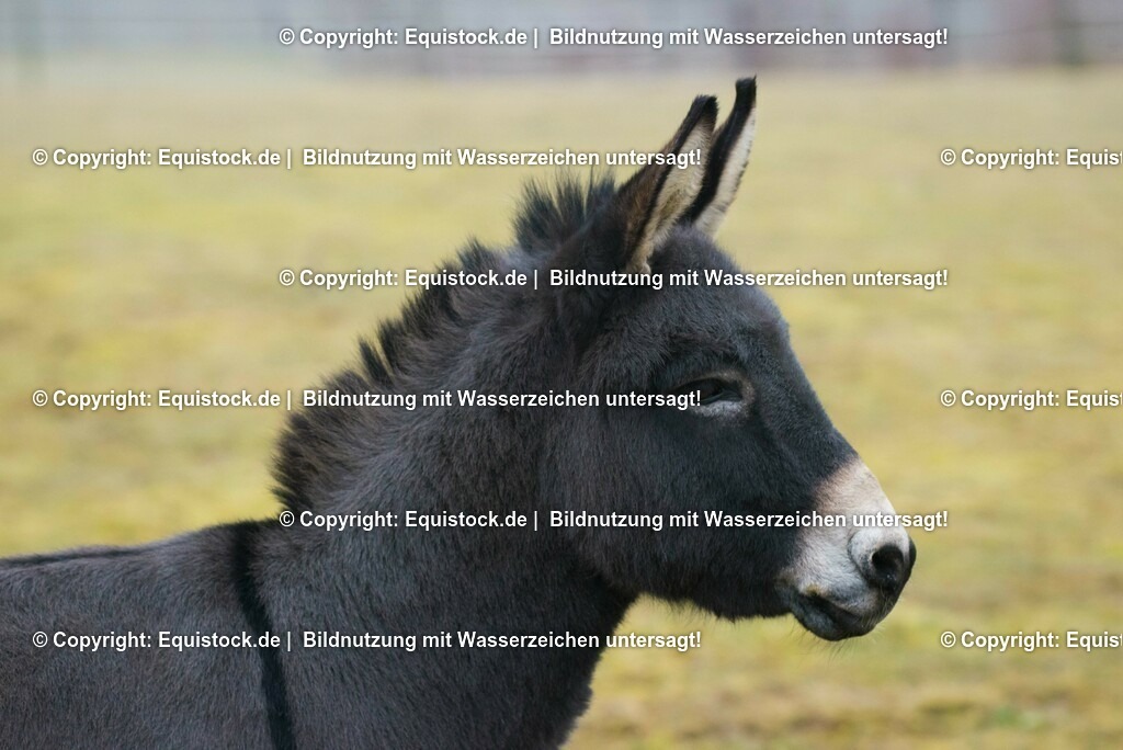 20150217_Esel_0002 | equistock