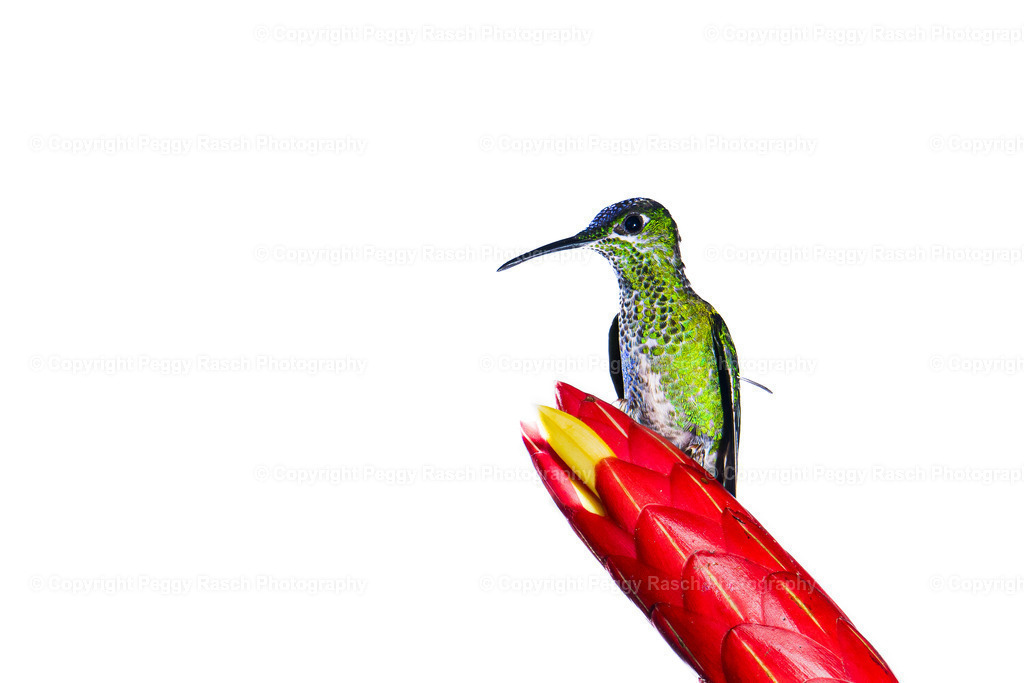 Kolobris (26) | PeggyRaschPhotography - Realisiert mit Pictrs.com