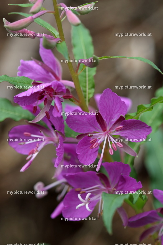 Schmalblättriges Weidenröschen-002 | Das Bilderarchiv über Tiere, Planzen und Landschaften. In der Bilddatenbank finden Sie ein große Auswahl an hochwertigen Bilder für Ihre Werbung - Realisiert mit Pictrs.com