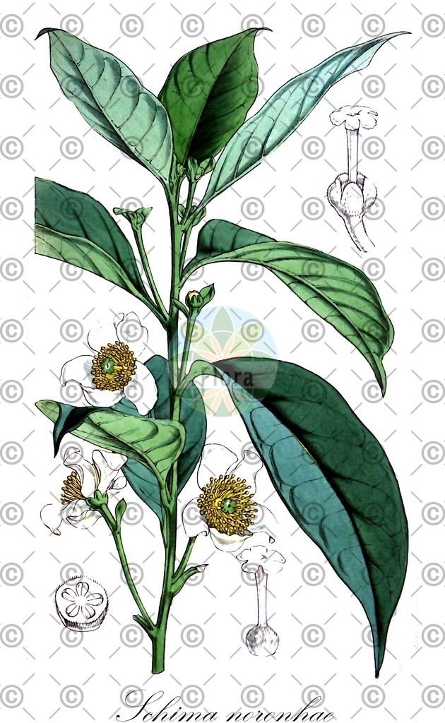 HistAbb_wfo-0001243470_1_ENZY_Simple | Historische Abbildung von Schima noronhae - Theaceae | Historical Illustration of Schima noronhae - Theaceae