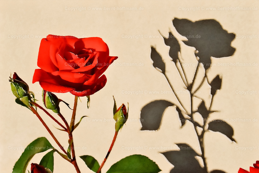 PDM2_2305_Rose-links_180x120 | DIGITALKUNST. Schattenspiel einer Rose. __ Blüte und Knospen einer roten Rose und deren Schatten auf einer Hauswand. __ Seitenverhältnis = 3 zu 2 - Realisiert mit Pictrs.com