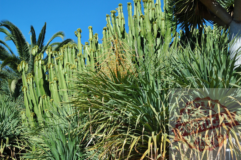 Diverse succulent plants thriving in botanical garden | Many green desert and tropical plants growing under clear blue sky in garden - Realized with Pictrs.com