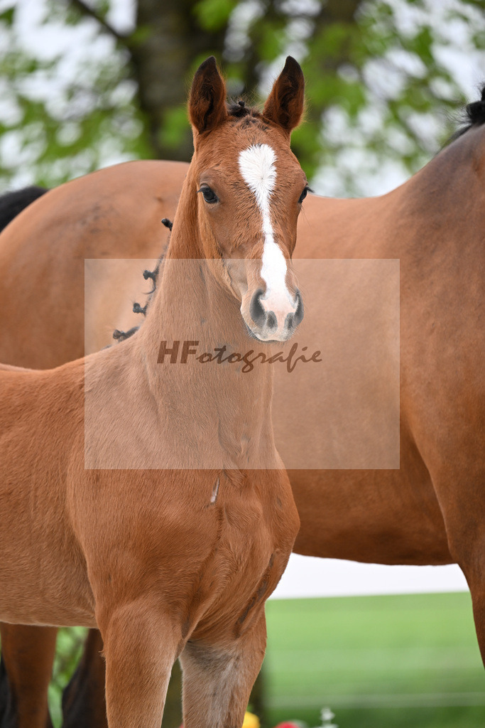 Kat-Nr. 16 HF Zirocco Blue x Chacgrano_Riehm_23260600 | hf-fotografie - Realisiert mit Pictrs.com