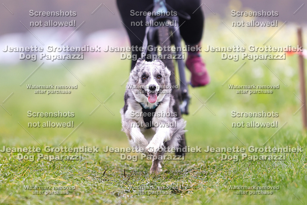 Dog Paparazzi - Visbeck 25 -224 | Dog Paparazzi Jeanette Grottendiek Fotografie & Videografie