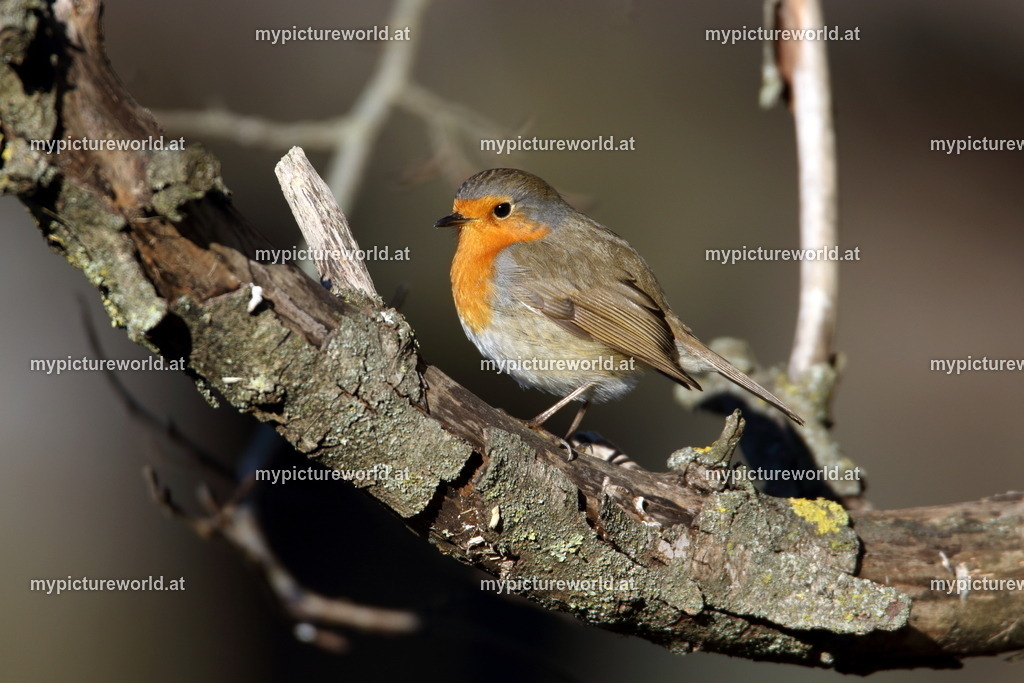 Rotkehlchen-051 | Das Bilderarchiv über Tiere, Planzen und Landschaften. In der Bilddatenbank finden Sie ein große Auswahl an hochwertigen Bilder für Ihre Werbung - Realisiert mit Pictrs.com