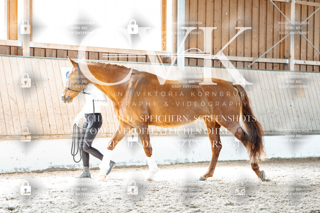 CK906908 | Turnierfotografie Pferdefotografie Trier Rheinland-Pfalz Pferdesport Reitsport Tierfotografie Sportfotografie Pferdevideo Pferdevideografie Equestrianvideography equestrianphotography  - Realisiert mit Pictrs.com