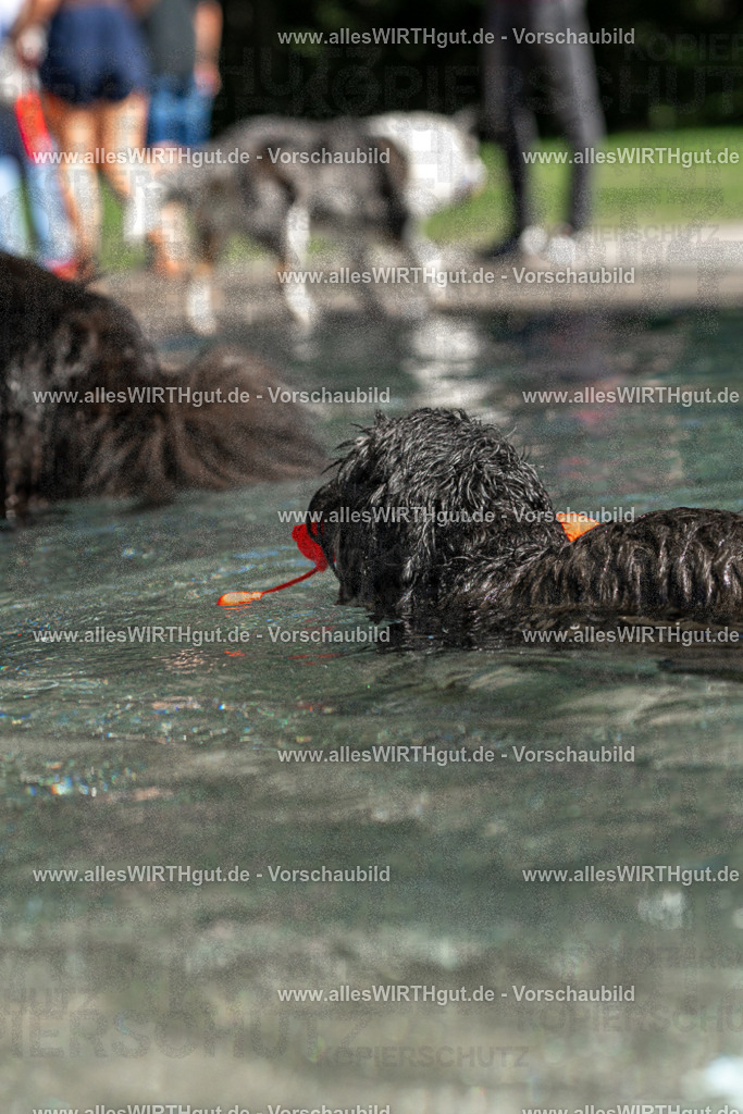 Hundeschwimmen_Volksbad_2026-allesWIRTHgut_Tierfotografie-2609061251-FAY06585 | Professionelle Tierfotografie in Mönchengladbach von Daniel Wirth (allesWIRTHgut). Liebevolle & natürliche Bilder von Hunden & Katzen für unvergessliche Erinnerungen.