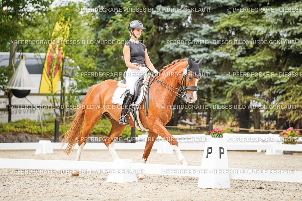 DSC07872 | Pferdegrafie