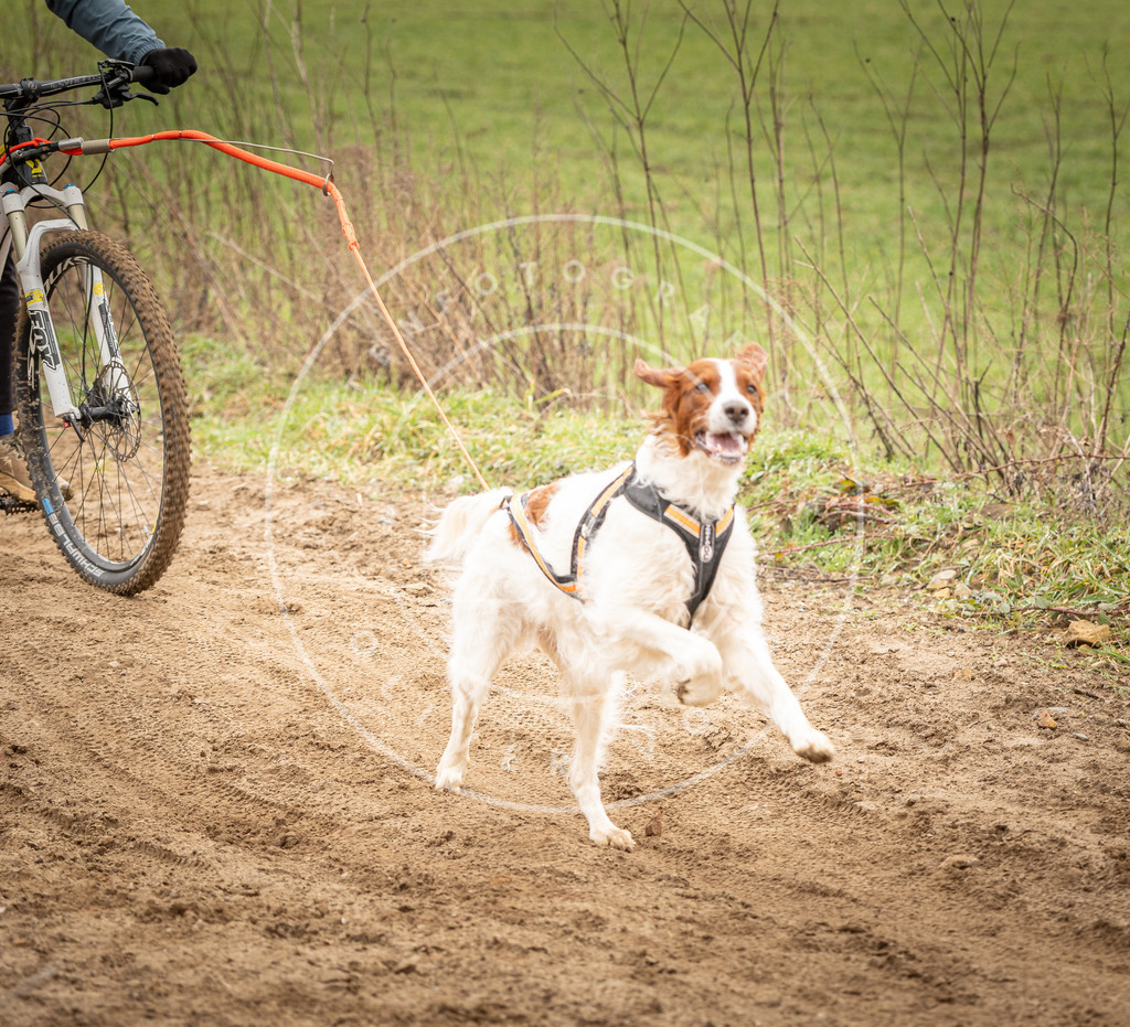 DV3A1173 | Hundefotografie, Tierfotograf, Pfotenfotografie, Fotoshooting Hund, Hunde Portrait, Hundesport, Hundeportraits, Heideshooting, Hunde, Sportfotograf, Hundefotograf, Turnierhundsport, THS,  - Realisiert mit Pictrs.com