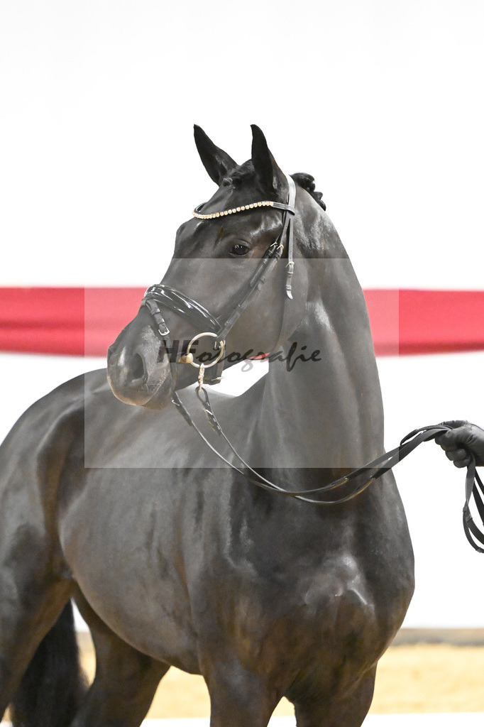 Kat-Nr. 69 v. Secret_Reich_63222056 | hf-fotografie - Realizzato con Pictrs.com