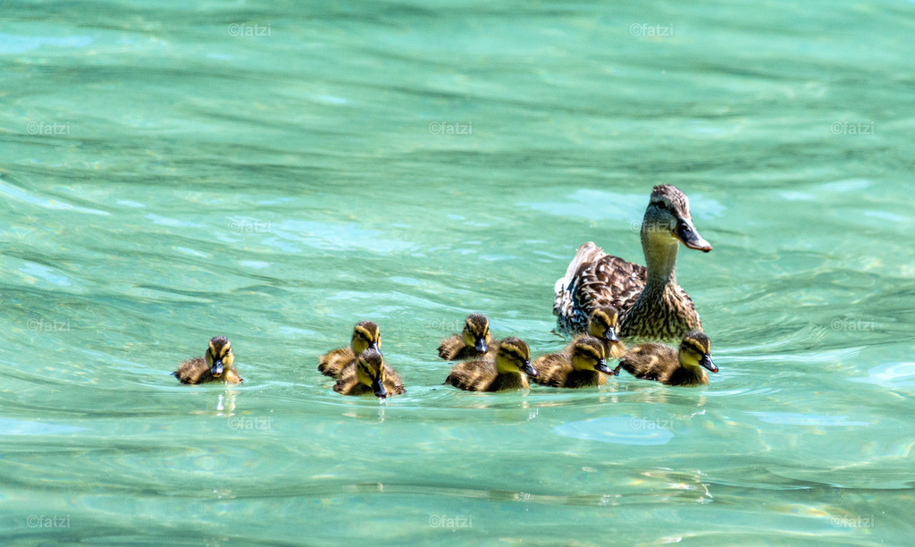 Weissensee-Juni19_135157-k | Fatzi Bilder-Archiv! 
Die Bilder sind für private Nutzung lizenzfrei. Die kommerzielle Nutzung ist möglich und erwünscht, jedoch bitte ich um vorherige Kontaktaufnahme per E-Mail (info@fatzi.at) oder unter +43 650 7828269 - Realisiert mit Pictrs.com