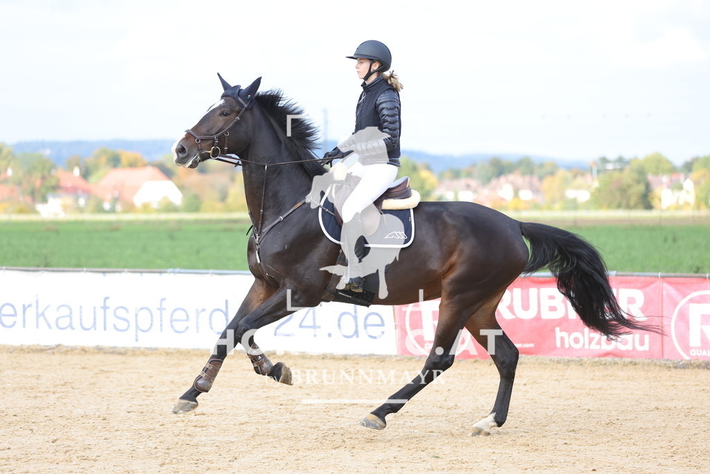0P6A9590 | Willkommen bei Brunnmayr - Design & Fotografie – Ihrem Spezialisten für Reitturniere und Pferdeveranstaltungen in Oberösterreich, Salzburg und Bayern! Seit über 17 Jahren sind wir leidenschaftlich dabei.