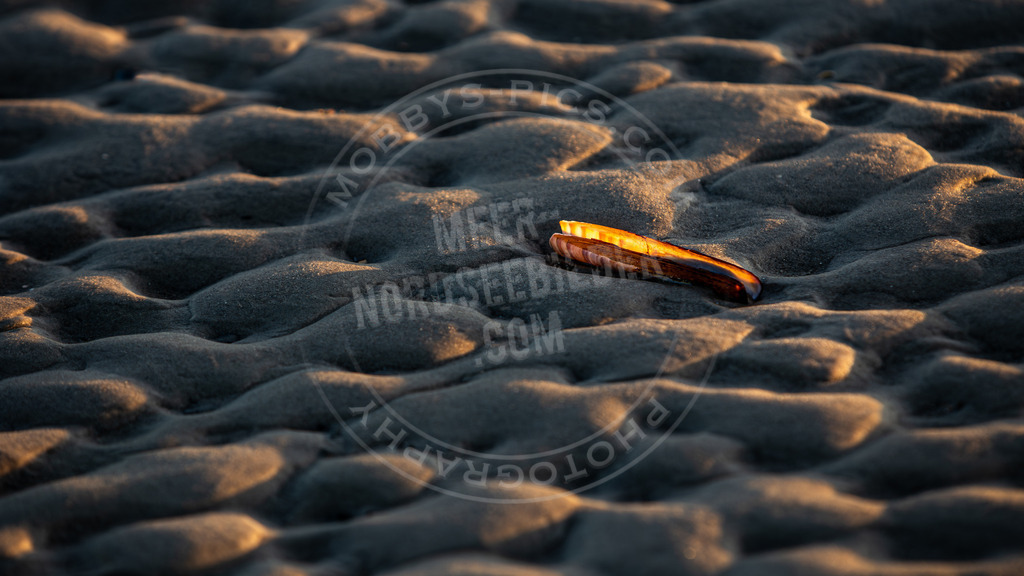 Schwertmuschel | Schwertmuschel in der Anbendstimmung