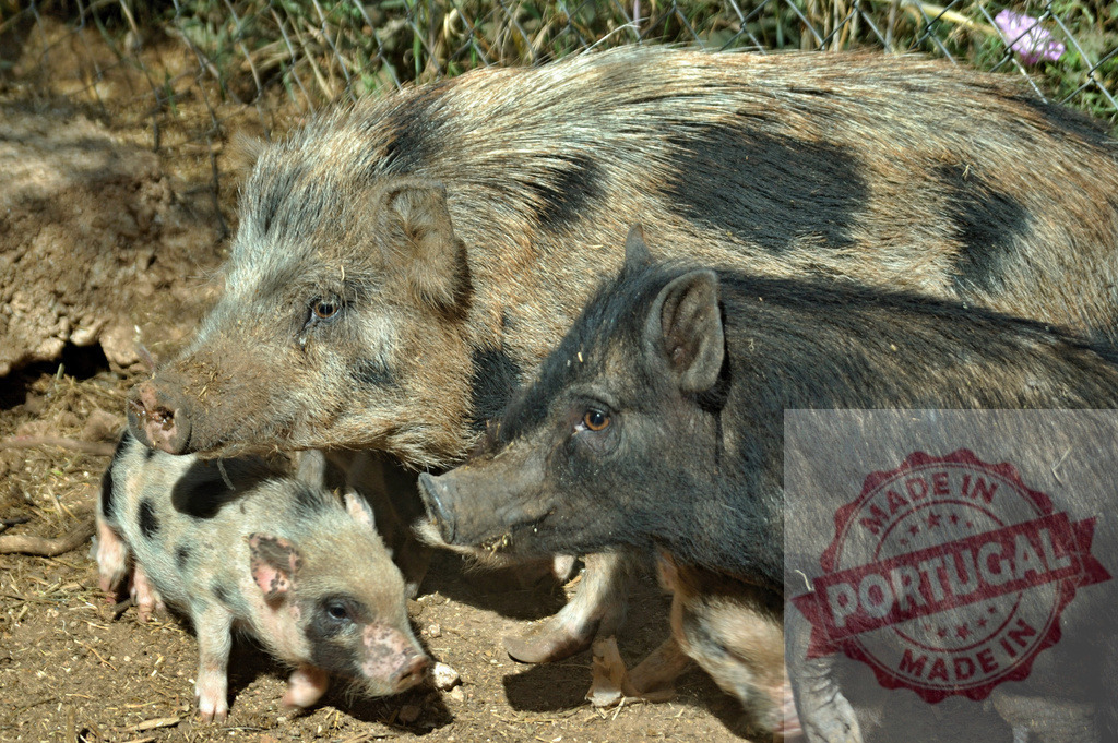 Adult pig and piglets standing on dirt outdoors | Adult pig with two young piglets on a farm, one spotted and one dark - Realisiert mit Pictrs.com