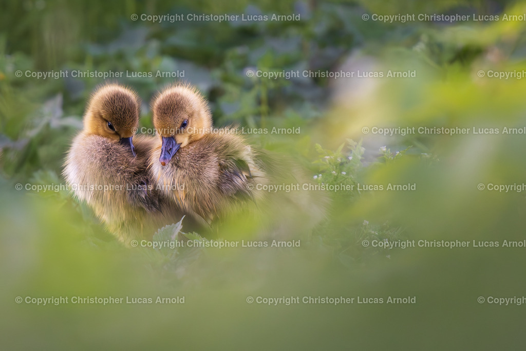 Graugänse | bildkomponist - Realisiert mit Pictrs.com