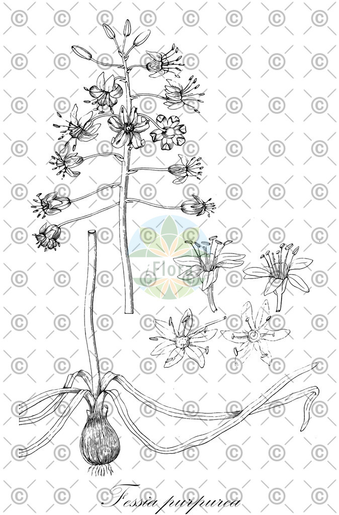 HistAbb_wfo-0000687079_1_ENZY_Simple | Historische Abbildung von Fessia purpurea - Asparagaceae | Historical Illustration of Fessia purpurea - Asparagaceae