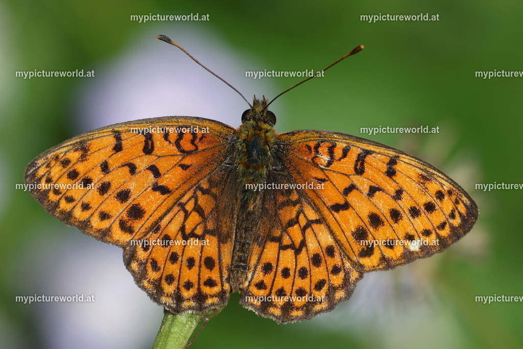 Brenthis hecate-008 | Das Bilderarchiv über Tiere, Planzen und Landschaften. In der Bilddatenbank finden Sie ein große Auswahl an hochwertigen Bilder für Ihre Werbung - Realisiert mit Pictrs.com