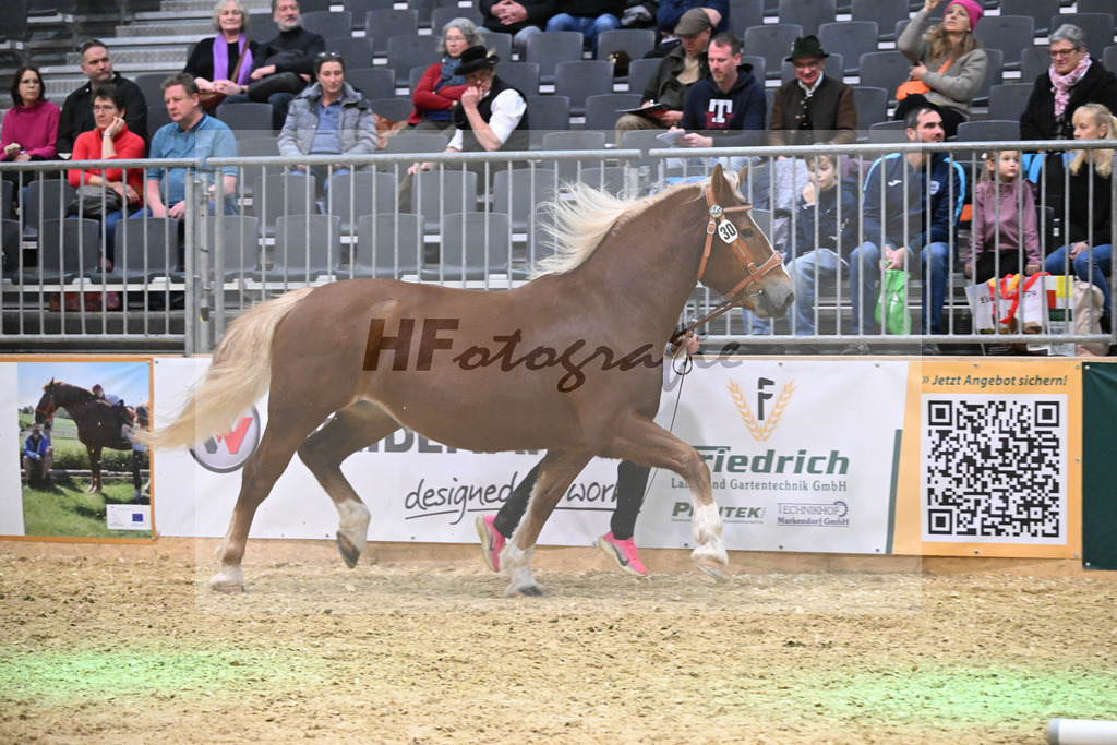 Kat-Nr. 30 Coco v. Valdero_Lichtenegger_1260459 | hf-fotografie - Realisiert mit Pictrs.com