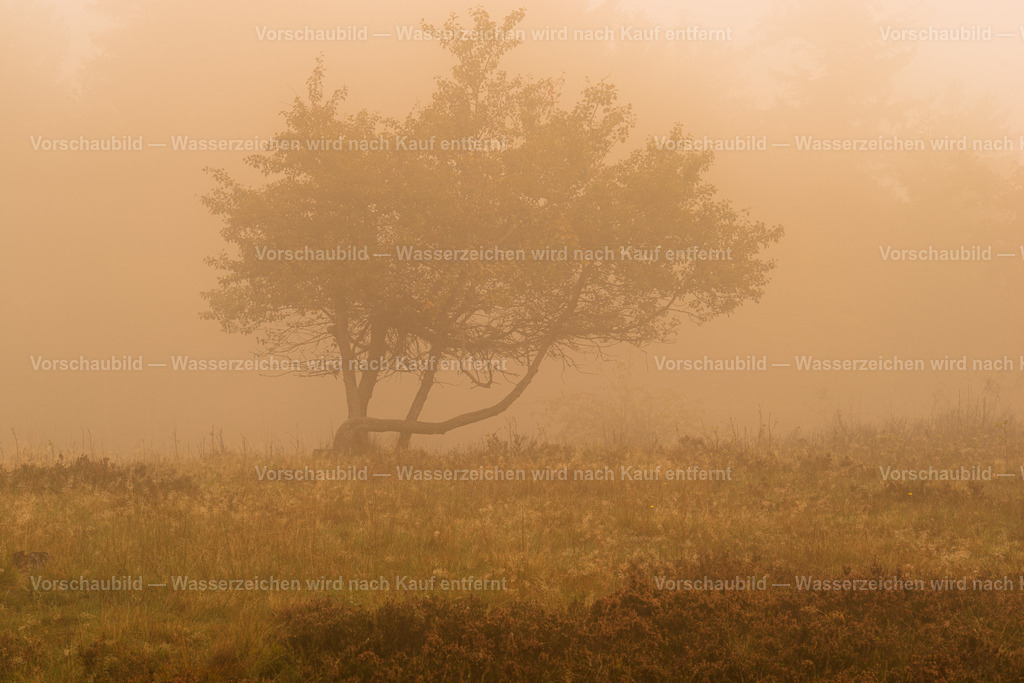 Baum im Nebel | im Schwarzwald - Realisiert mit Pictrs.com