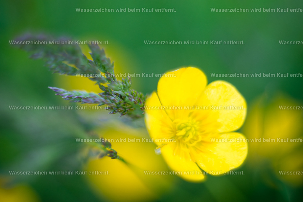 Strahle | Die Botschaft zum Bild lautet: Strahle! Überstrahle die Welt. Egal, wie um dich herum die Menschen sind, strahle. Es ist dein Geburtsrecht und es geht darum, positiv zu strahlen und die Dunkelheit zu überblenden in den anderen Menschen. Strahle! - Realisiert mit Pictrs.com