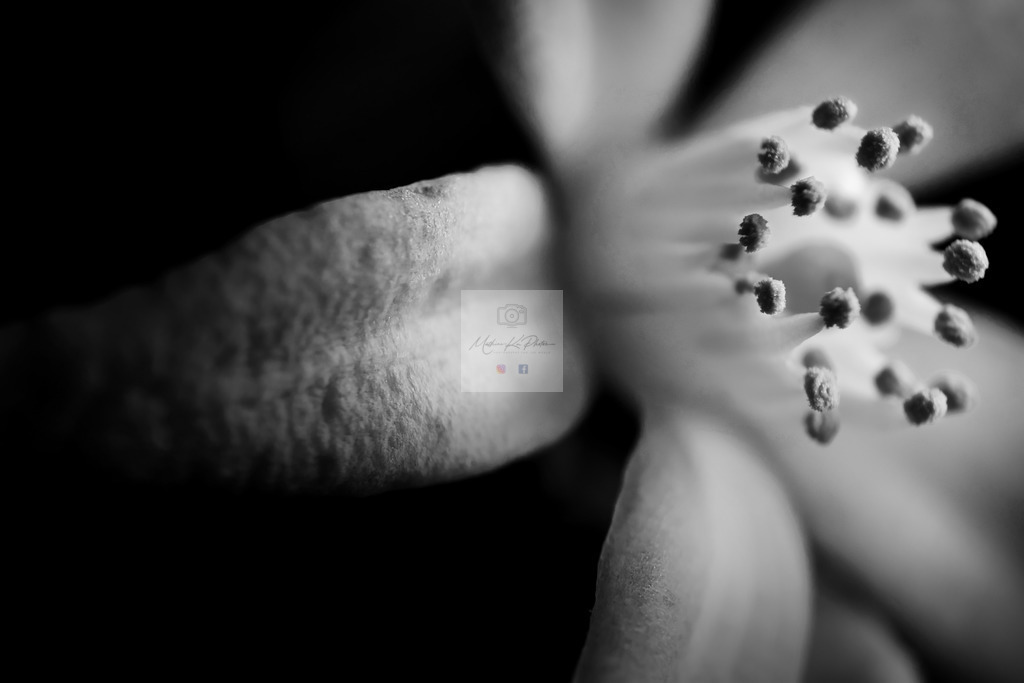 Makro - floral (3) | Buche Fotoshootings und entdecke hochwertige Fotoprodukte bei Mathias Ku Photos. Personalisiert, kreativ & mit Liebe zum Detail. Jetzt informieren! - Realisiert mit Pictrs.com