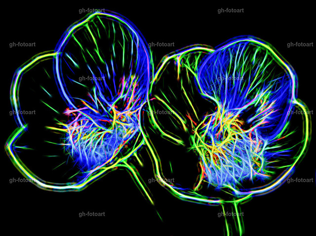 _DSC8623-studio2-neon-2-vibrant landscapes-q-LR-korr-endg | Creative photoart by Gerd Herm. - Realisiert mit Pictrs.com