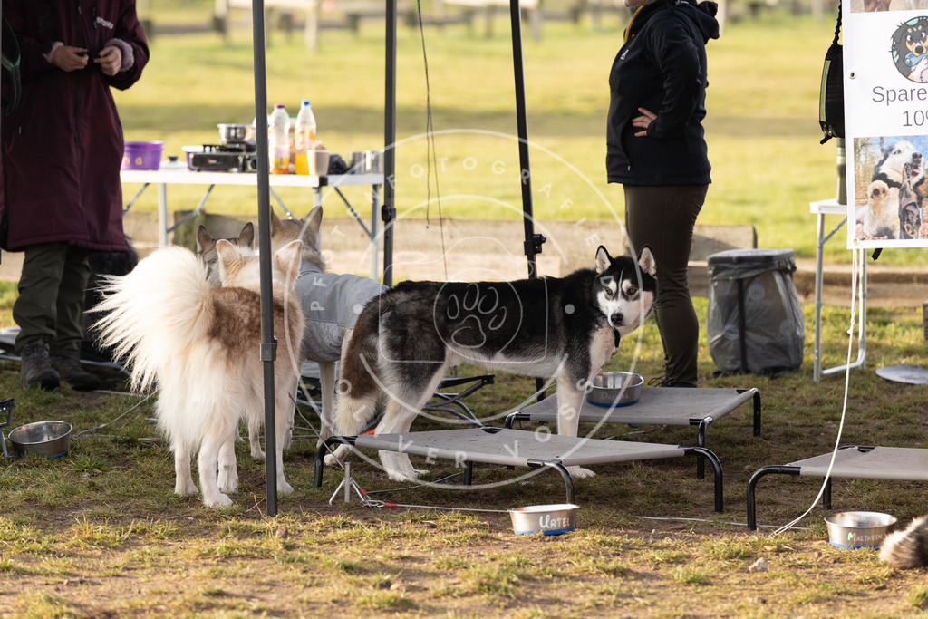 Pfotenfotografie_DV3A6667 | Hundefotografie, Tierfotograf, Pfotenfotografie, Fotoshooting Hund, Hunde Portrait, Hundesport, Hundeportraits, Heideshooting, Hunde, Sportfotograf, Hundefotograf, Turnierhundsport, THS,  - Realisiert mit Pictrs.com