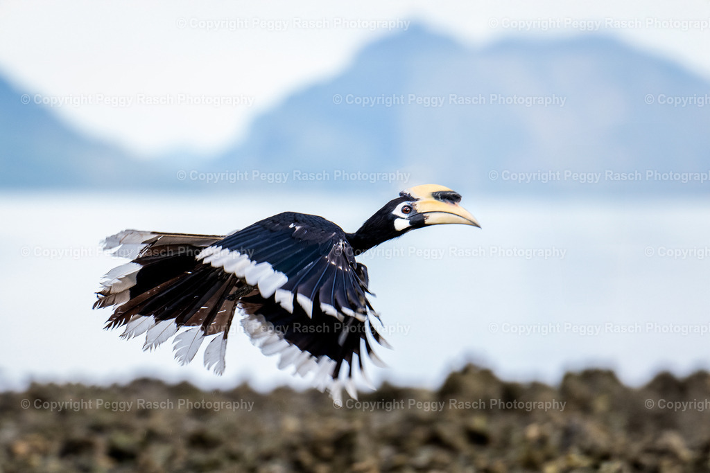 Thailand_Hornbills_2025 (27) | PeggyRaschPhotography - Realisiert mit Pictrs.com