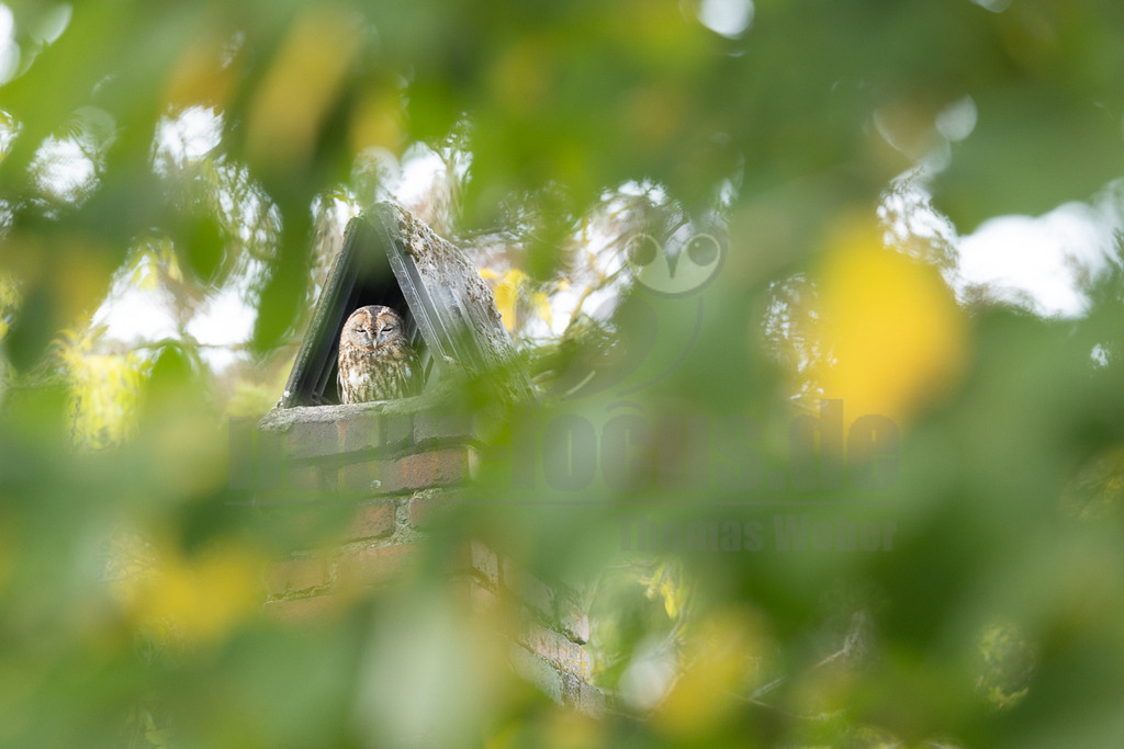 R5M20151_20261004 | Ein Waldkauz (Strix aluco) ist in diesem Bild zu sehen, wie er tagsüber in einem geschützten Unterschlupf auf einem gemauerten Schornstein ruht. Das Gefieder des Kauzes ist braun und gestreift, was ihm eine hervorragende Tarnung in seiner Umgebung bietet. Seine Augen sind geschlossen, was darauf hindeutet, dass er schläft oder sich ausruht, da Waldkäuze nachtaktiv sind. Die Szene ist von unscharfem grünem und teilweise gelbem Laub im Vordergrund umrahmt, was dem Bild eine natürliche Tiefe verleiht. Waldkäuze sind mittelgrosse Eulen, die in Wäldern, Parks und Gärten in weiten Teilen Europas und Asiens verbreitet sind. Sie nutzen oft Baumhöhlen, alte Gebäude oder wie hier Schornsteine als Schlaf- und Nistplätze. - Realisiert mit Pictrs.com