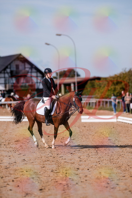 2026_10_03_Siefer-Hof_115751_Z81_99022044 | Professionelle Reitsport-, Turnier- und Eventfotografie von Robert Broda. Galerien mit ausgewählten und bearbeiteten Bildern direkt online ansehen und bestellen.