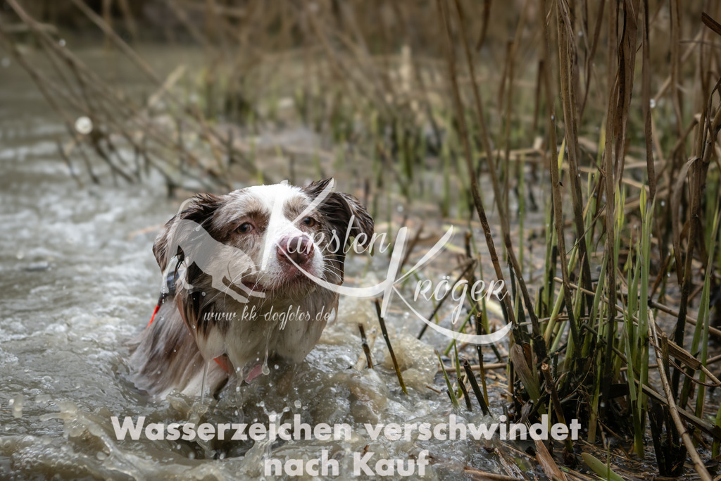 1515_ZZ92683 | kk-dogfotos