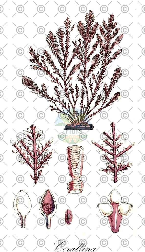 HistAbb_3TWC_2_ENZY_Simple | Historische Abbildung von Corallina - Corallinaceae (0) | Historical Illustration of Corallina - Corallinaceae (0)