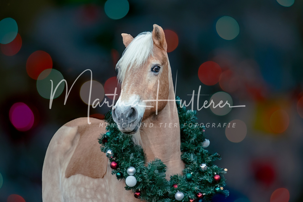 Weihnachts Shooting  | Weihnachts Fotografie im Pferdestall 