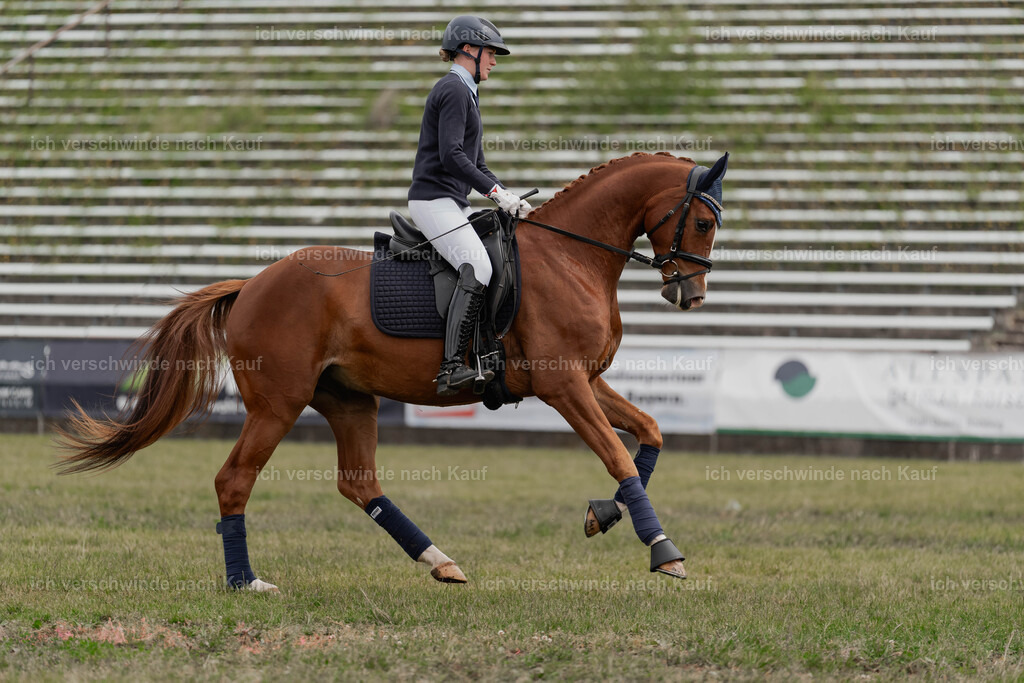 Showprogramm-75 | working equitationturnier fotograf videograf stoibphotography marixx film working equitation deutschland reitsport turnierfotografie eventfotografie equestrian events