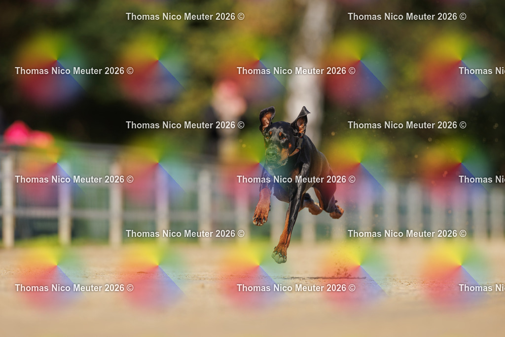 Thomas_Nico_Meuter(C)_03. Oktober 2026_223A3814 | Bild von Thomas Nico Meuter - Realisiert mit Pictrs.com