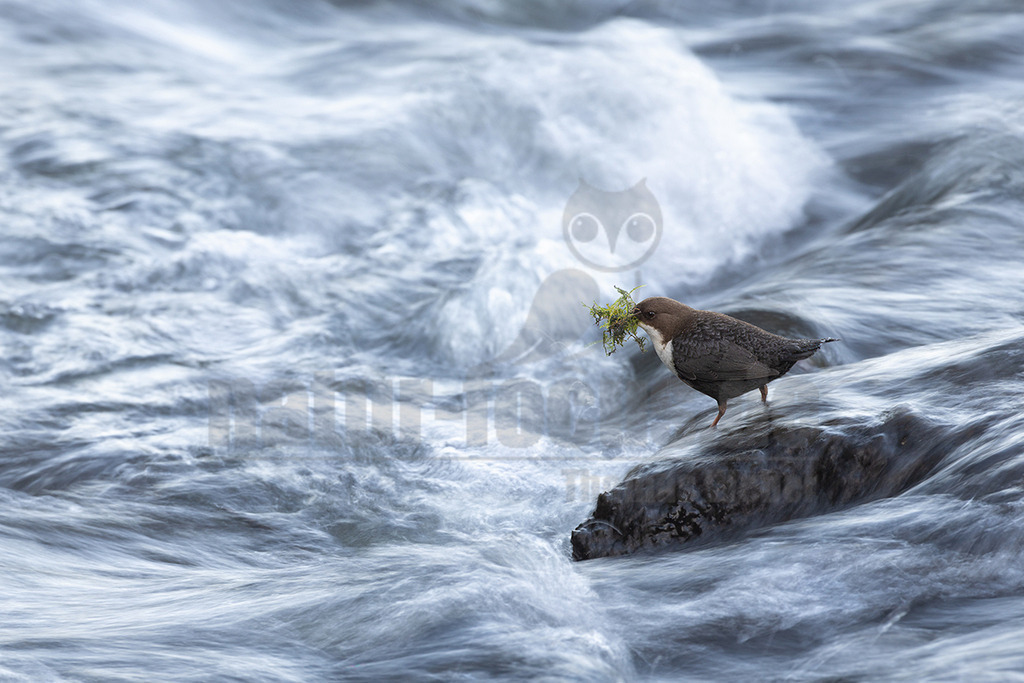 R6NF2137_20250306 | Die Wasseramsel landet auf einem Stein mitten im tosenden Fluß, um von dort aus an ihrem Nest weiter zu bauen. - Realisiert mit Pictrs.com