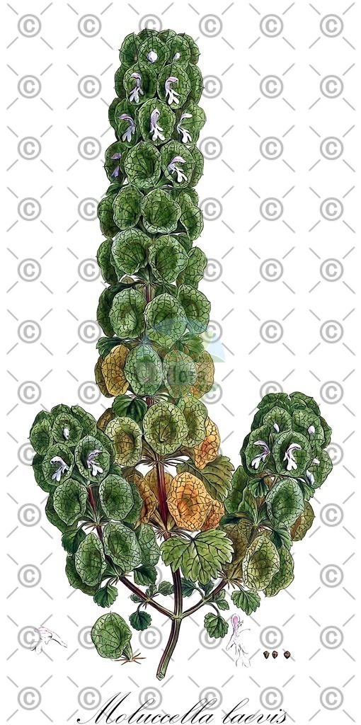 HistAbb_wfo-0000376910_1_ENZY_Simple | Historische Abbildung von Moluccella laevis - Lamiaceae | Historical Illustration of Moluccella laevis - Lamiaceae