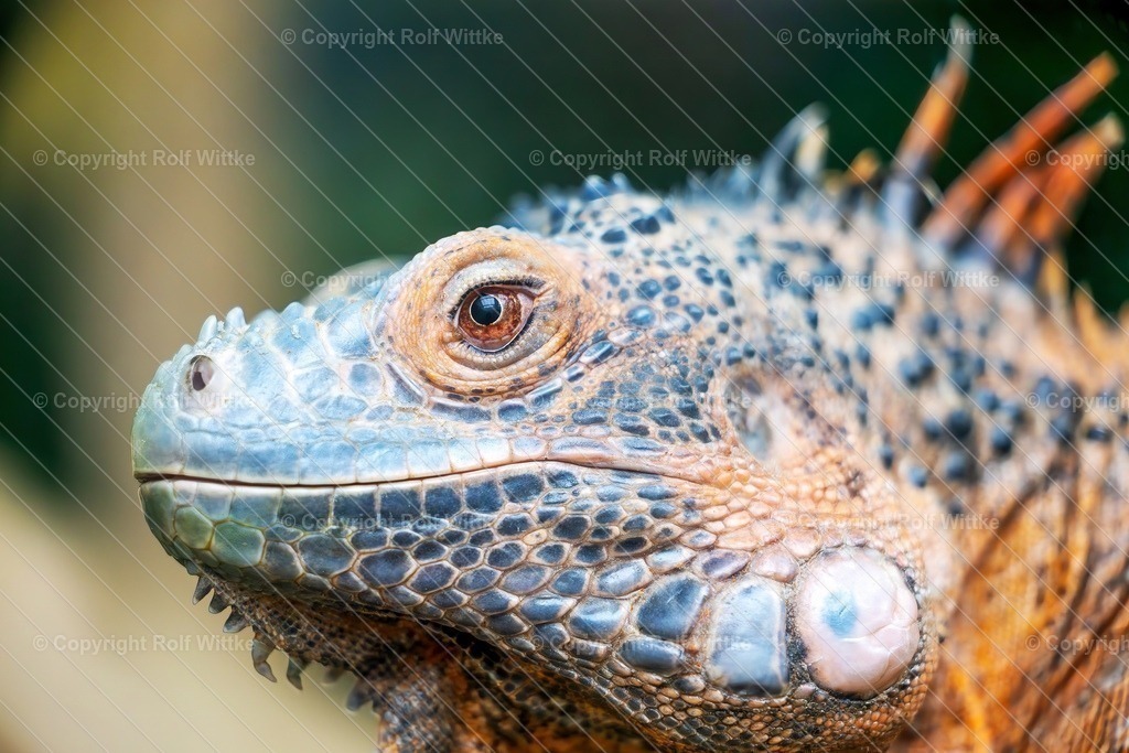 Waran1 | Rolf Wittke  - Realisiert mit Pictrs.com