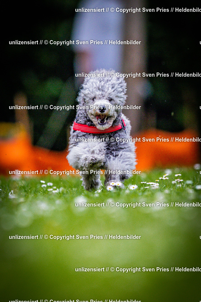 Sven Pries | 2025-05-29 - Pudelrennen KA-Durlach - Realisiert mit Pictrs.com