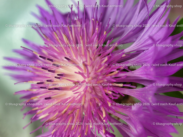titusgraphy_P6258198-vz-ln | titusgraphy-shop: Geschenkideen mit Qualitätsfotos. titusgraphy-shop: gift ideas with quality photos. titusgraphy-shop: idées cadeaux avec photos de qualité.  - Realisiert mit Pictrs.com