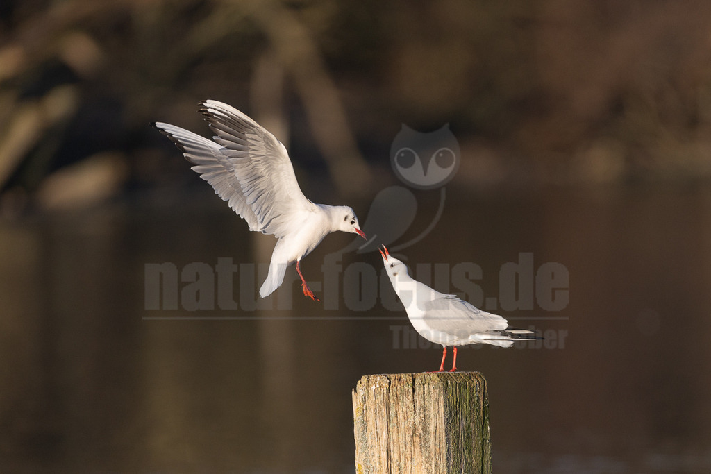 R5M25213_20251226 | Zwei Lachmöwen (Chroicocephalus ridibundus) sind in einer Interaktion festgehalten. Eine Möwe fliegt mit ausgebreiteten Flügeln und roten Beinen auf einen Holzpfahl zu, auf dem eine andere Möwe sitzt. Die sitzende Möwe hat ihren Schnabel geöffnet, als würde sie rufen oder betteln, während die fliegende Möwe ihren Schnabel ebenfalls leicht geöffnet hat, was auf eine Fütterungs- oder Begrüßungsinteraktion hindeutet. Der Hintergrund ist unscharf und in warmen Brauntönen gehalten. - Realisiert mit Pictrs.com