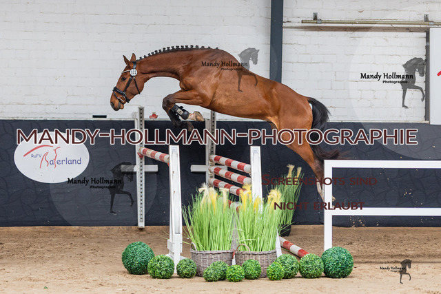 Freispringen 26-3 Saterland-1233 | mandyhollmannphotographie