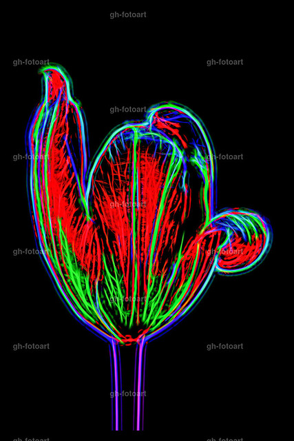 neon-tulpe-2-ps-arbeitsfläche-vergrössert-endgültig-LR-korr | Creative photoart by Gerd Herm. - Realisiert mit Pictrs.com