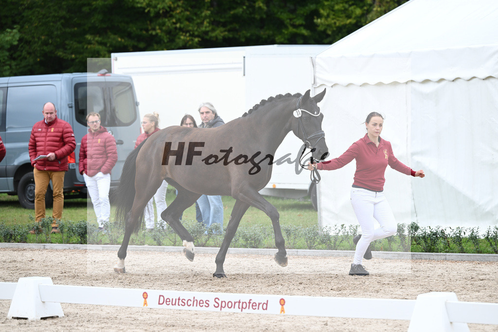 Kat-Nr. 35 Despera Lou_Schumm_49221076 | hf-fotografie - Realisiert mit Pictrs.com