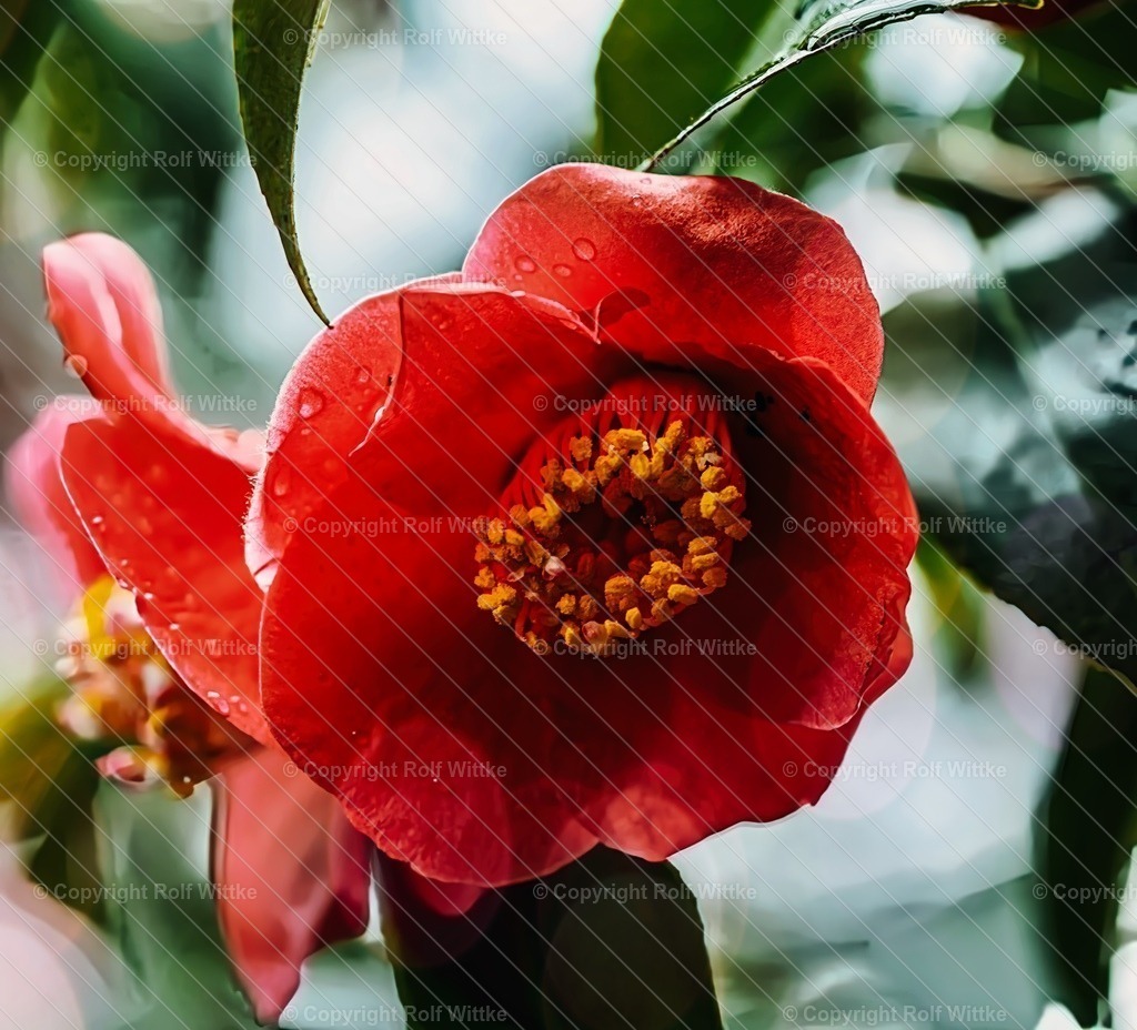 Kamelie1 | Rolf Wittke  - Realisiert mit Pictrs.com