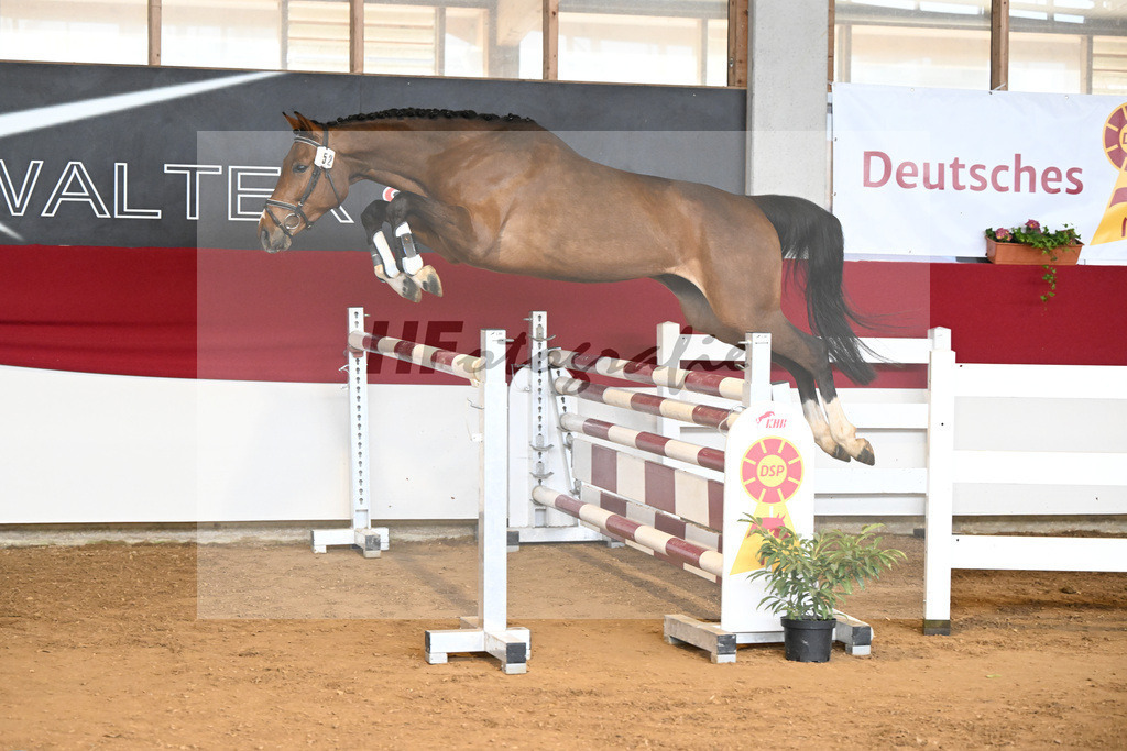 Kat-Nr. 52 Kassidy H v. Kassander vant Roosakker_Stuber_7251094 | hf-fotografie - Realizzato con Pictrs.com