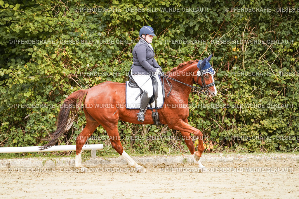 DSC03251 | Pferdegrafie