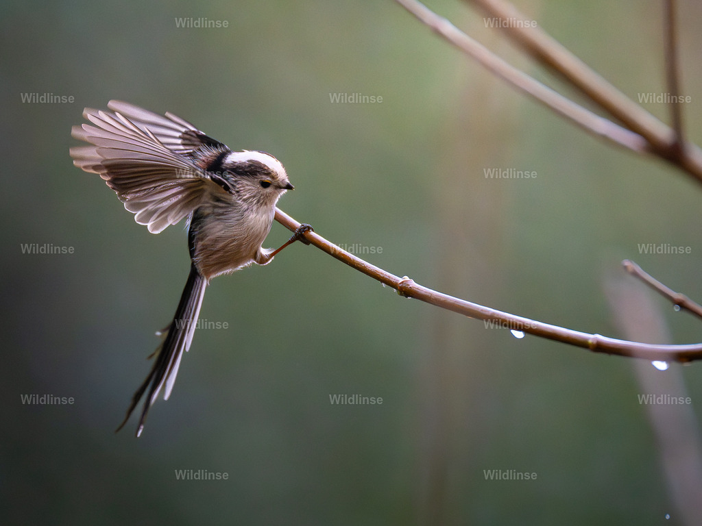 Wildlinse-251118-4 | Willkommen bei Wildlinse. Wildtierfotografien aus Schleswig-Holstein: Entdecke einzigartige Fine-Art-Prints und Poster, die Ruhe, Wildnis und die Schönheit unserer heimischen Tierwelt in dein Zuhause bringen. - Realisiert mit Pictrs.com