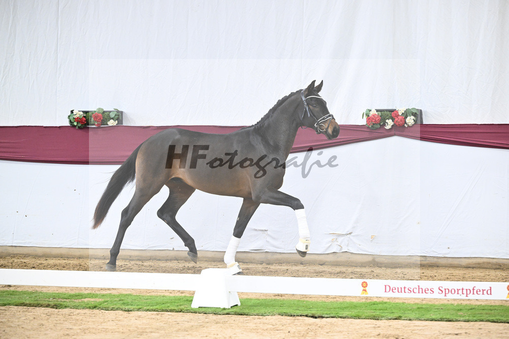 Kat-Nr. 109 Bon Courage x San Remo_Jakob u Martina Reglauer_47253690 | hf-fotografie - Realisiert mit Pictrs.com